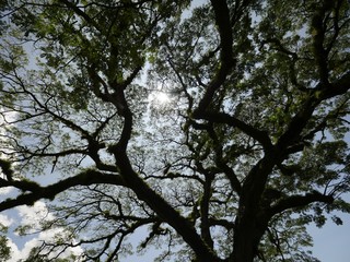 Foliage of the old saman tree at St Kitts, West Indies, with streaks of sunlight through the leaves