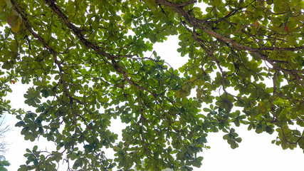 Branch with leaves Kep Cambodia