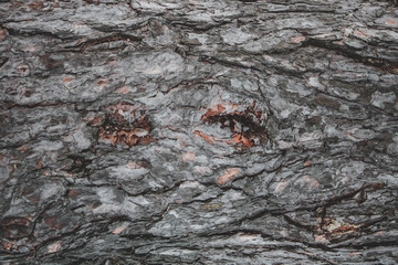 texture of bark of a tree