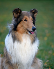 Cute dog on the lawn