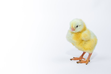 Little yellow chicken on white background