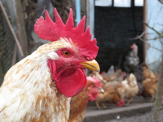 White rooster in the chicken coop. Cockerel on the farm, rural scene