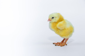 Little yellow chicken on white background