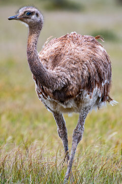 Watching the rhea watch you