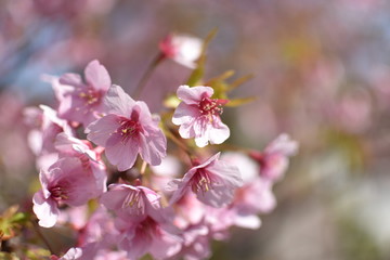 桜