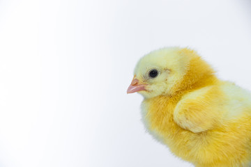Little yellow chicken on white background