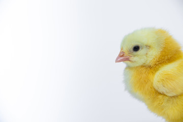 Little yellow chicken on white background