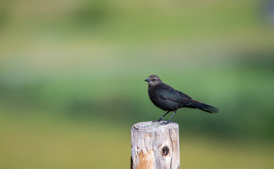 blackbird on a fence