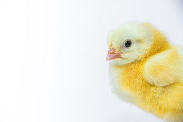 Little yellow chicken on white background