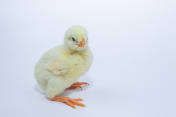Little yellow chicken on white background