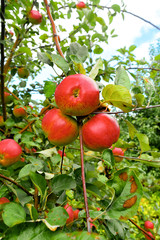 Apple tree in the garden with lots of apples on it