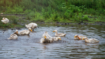 white ducks bathing in the pond