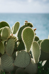 sunlit cactusagainst a blue sea on a summer sunny day