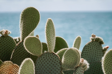 sunlit cactusagainst a blue sea on a summer sunny day