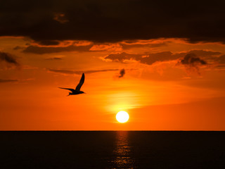 Naklejka na ściany i meble Pelikan im Sonnenuntergang am Strand von Fort Myers Beach in Florida