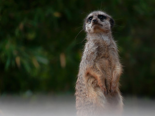 Erdmännchen in Stellung