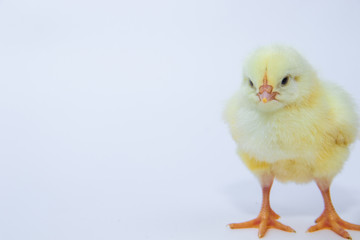 Little yellow chicken on white background