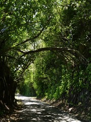 Thick foliage with tree branch forming an arch in the forest