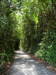 Thick foliage forms a tunnel of trees in the forest