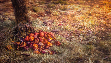rotten apples in the garden