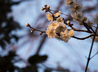 Cherry Blossoms