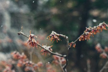 Witchhazel flower in the snow