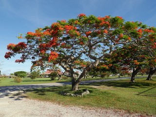 Fototapeta na wymiar Flame tree with full blooming flowers by the roadside