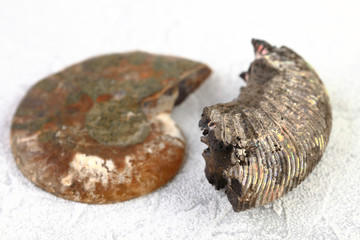 Ammonite fossil embedded on white cement background.