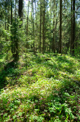 Fototapeta premium Anemone nemorosa
