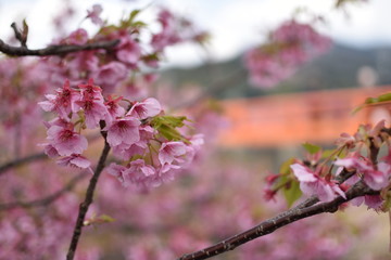 桜