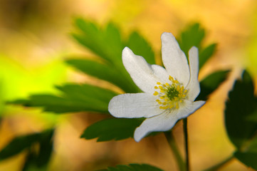 Anemone nemorosa