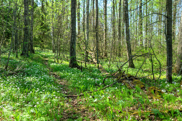 Fototapeta premium Anemone nemorosa