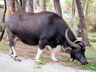 A black buffalo in the farmlands of Guam. Also called carabao 