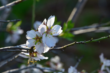 Almond flower close up. Spring garden with blooming almond trees. White flowers on a tree branch.  