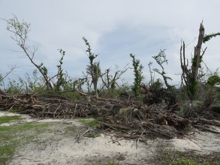 Beachside scene aftermath of  typhoon  soudelor in Saipan, Northern Mariana Islands with the trees stripped and uprooted