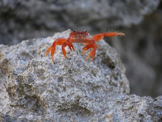 Orange coconut crab crawling on top of a big rock, with blurred background