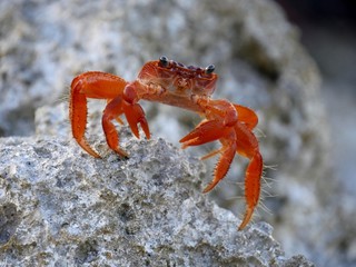 Close up shot of an orange coconut crab crawling on top of a big rock, with blurred background