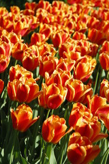 field of blooming tulips