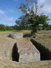 Portrait shot of the latte stones at the As Nieves Quarry on Rota, the largest megaliths in the Northern Mariana Islands. 