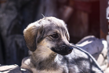 Beautiful dog in a cage with sad eyes. Domestic animals in the nursery. Stock photo