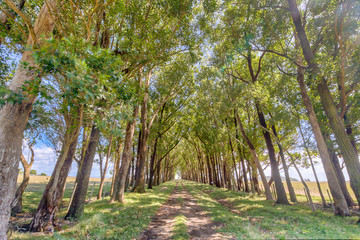 Amazing dirt road surrounded by trees creating a tunnel effect made by the brown tree trunks and green foliage on a sunny day at Rocha department, Uruguay. A wild environment in an awe landscape