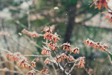 Witchhazel flower in the snow