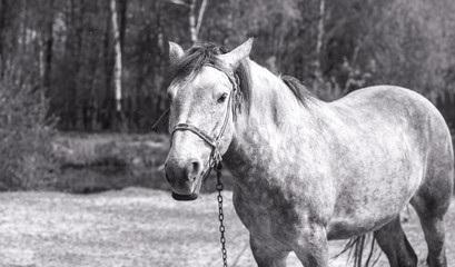 Black and white photo of a portrait of a horse. Farmer temma. American mustang. Stock background, photo