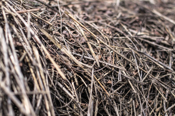 Beautiful textural wallpaper with straw and hay. Stock background, photo