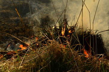 coastal zone of marsh creek, strong smoke from fire of liana overgrowth. Spring fires of dry reeds dangerously approach houses of village by river Cleaning fields of reeds, dry grass. Natural disaster