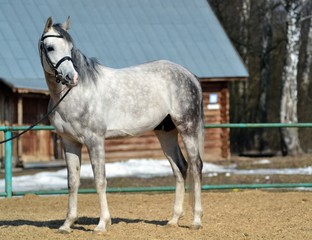 Grey Arab stallion in the paddock
