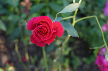 red rose in the garden