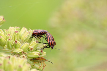 Beetles on a beautiful flower ring in a green meadow