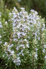Field of beautiful Rosemary in full bloom.