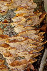 Polyporaceae